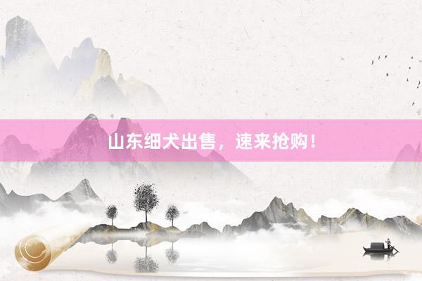 山东细犬出售，速来抢购！