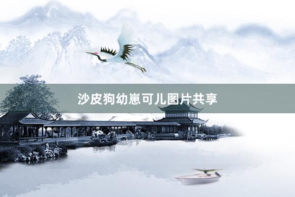 沙皮狗幼崽可儿图片共享