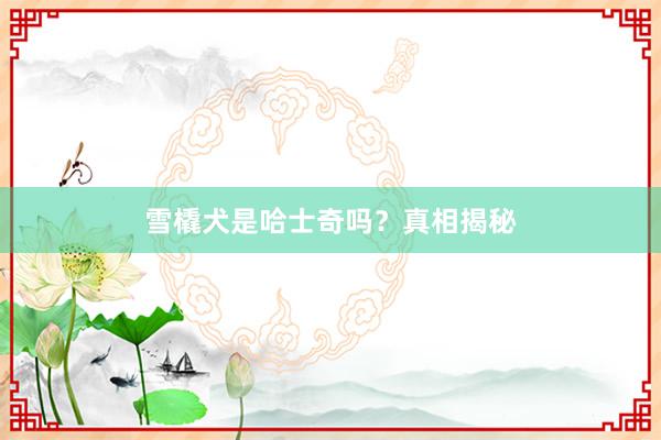 雪橇犬是哈士奇吗?真相揭秘